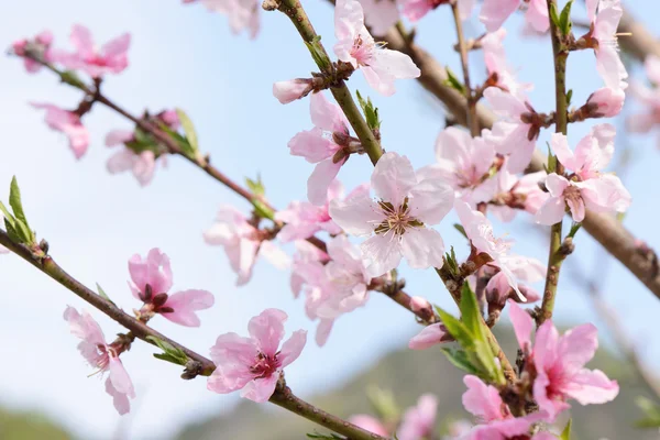 Närbild av persika blomma i full blom — Stockfoto