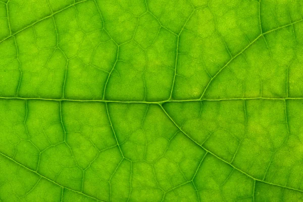 Closeup clerodendrum listu na zadní světlo — Stock fotografie