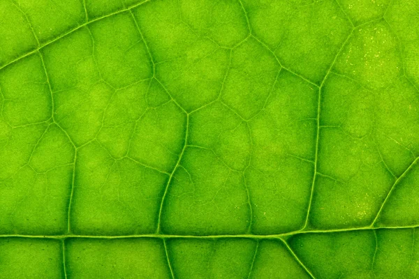 Крупный план листьев келодендрома на заднем свету — стоковое фото