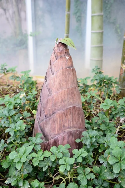 Closeup of Phyllostachys heterocycla bamboo shoot — Stock Photo, Image