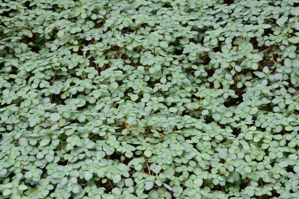 Colony of pilea glauca (angel tears, tara ) — стоковое фото