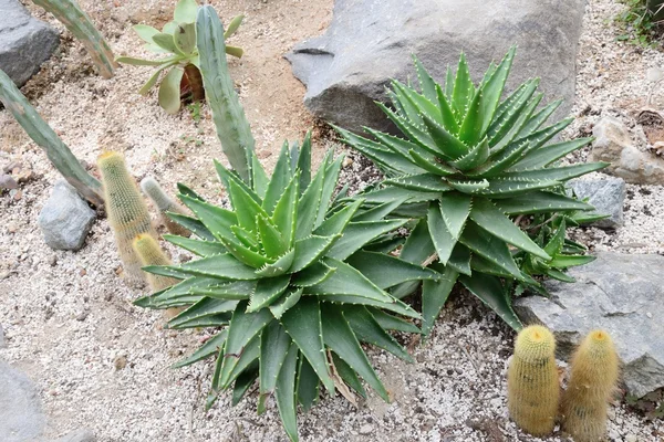 Primer plano de color verde Aloe mitriformis —  Fotos de Stock