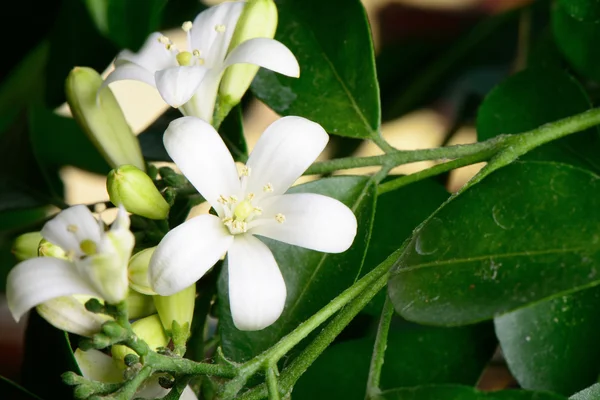 盛开的白色橙色茉莉鲜花的特写 — 图库照片