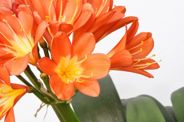 Closeup of Kaffir lily flowers, isolated on white — Stock Photo, Image