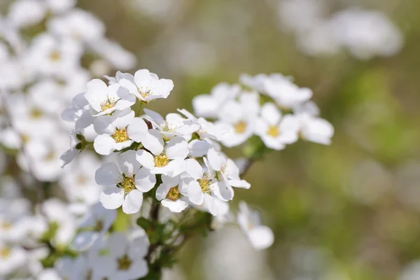 Closeup of white colored bridal wreath flowers — Stock Photo, Image