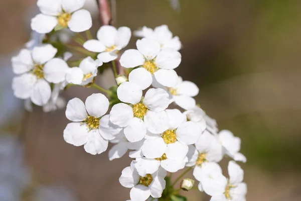 Closeup of white colored bridal wreath flowers — Stock Photo, Image