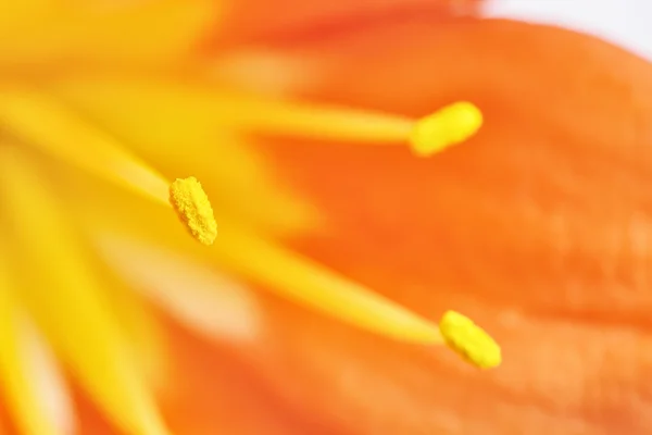 Primer plano de estambres de flor de lirio de kaffir —  Fotos de Stock