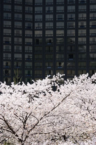 Pełnowartościowy koreański wiśniowe kwiaty w centrum Seulu — Zdjęcie stockowe