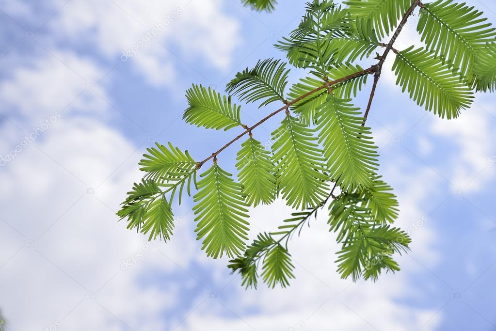 Chinese Redwood Stock Photos Royalty Free Chinese Redwood Images Depositphotos