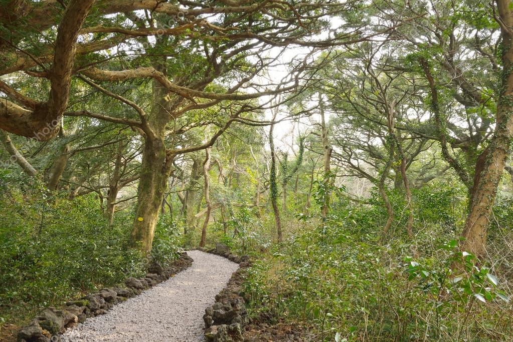 Nutmeg Forest park in Jeju Island, called Bijarim in Korean — Stock