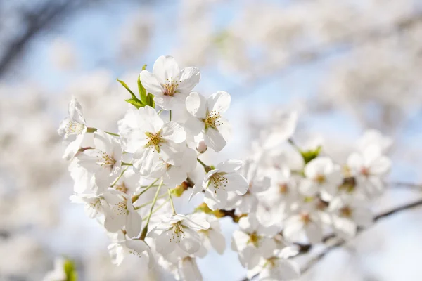 Closeup of Korean cherry blossoms in full bloom — Stock Photo, Image