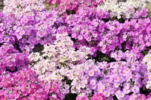 Primer plano de muchas flores Phlox subulata —  Fotos de Stock