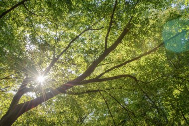 dalları güneş ışığı ile