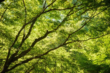 dalları güneş ışığı ile