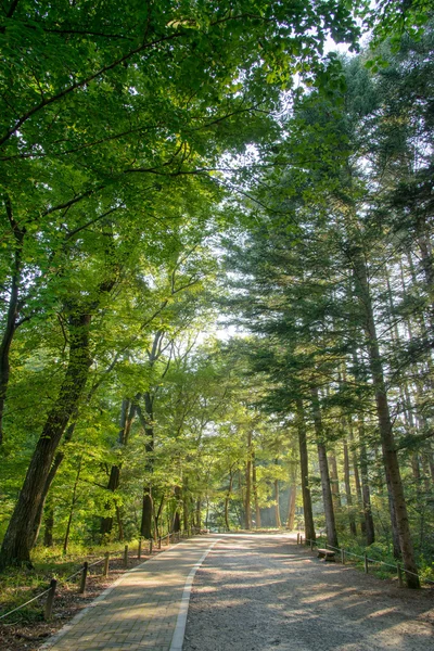 Camino en un bosque —  Fotos de Stock