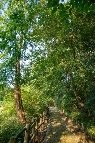 Camino con barandilla de madera — Foto de Stock