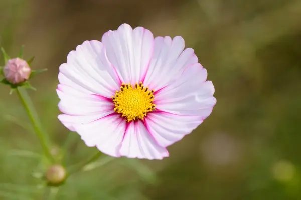 Cosmos flower — стоковое фото