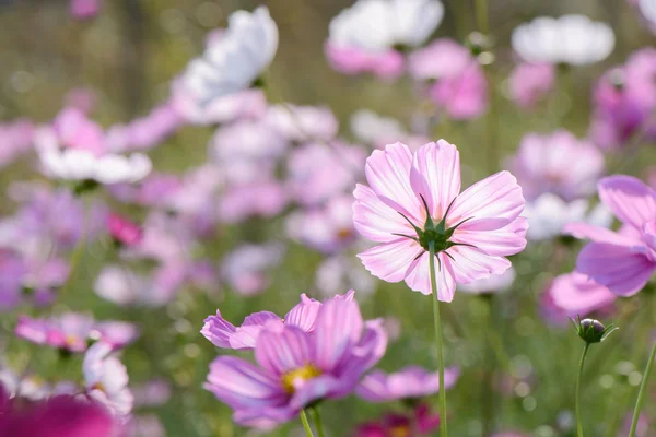 コスモスの花 — ストック写真