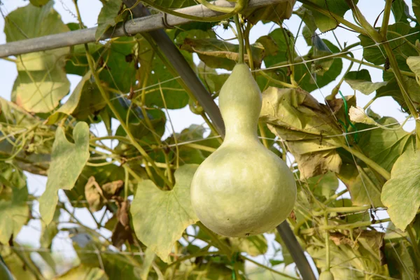 Fresh gourds — Stock Photo, Image