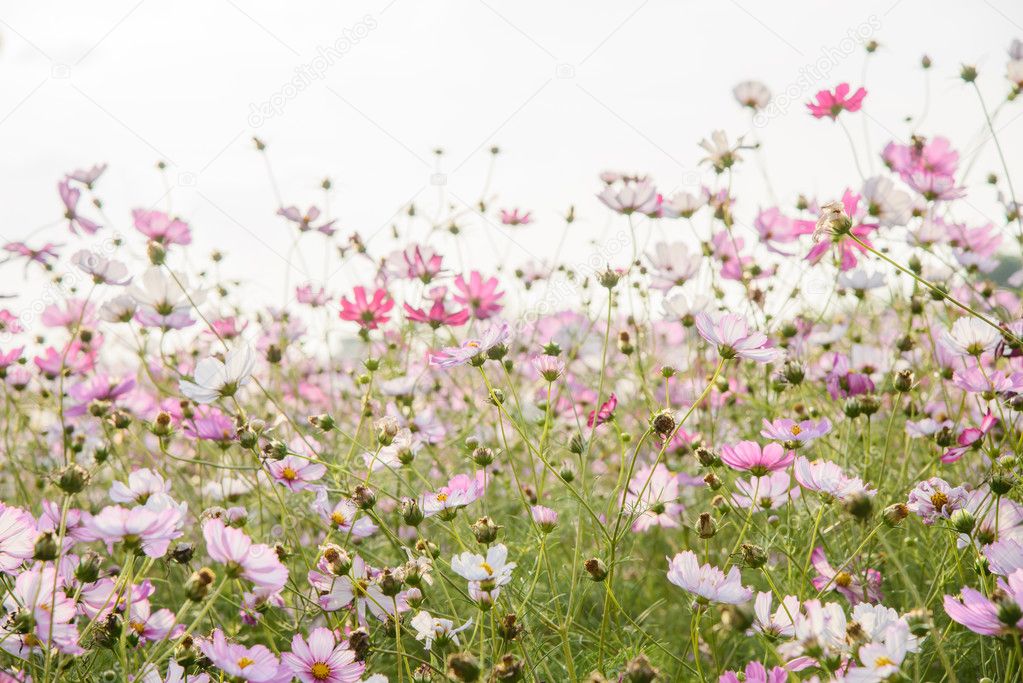 cosmos flowers in a field
