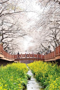 Jinhae, Kore - Nisan 2, 2009: Yeojwacheon Jinhae, Kore. FAM