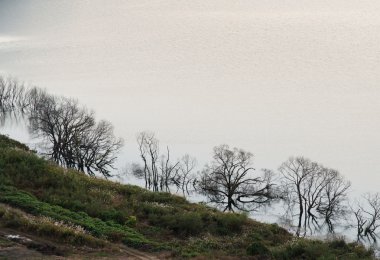 ölü ağaç silüeti