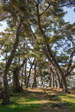 güneş ışığı ile bir çam ormanı içinde iz