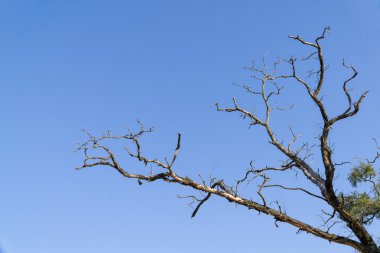 ölü ağaç dalı