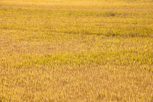 Rice paddy in autumn — Stock Photo, Image