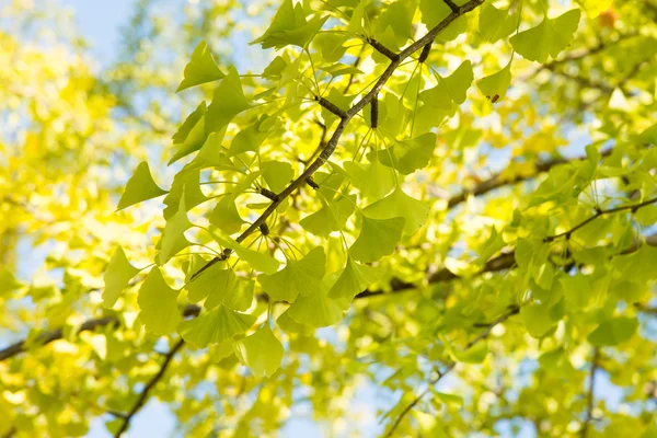 Yellowish green ginkgo leaves — Stock Photo, Image