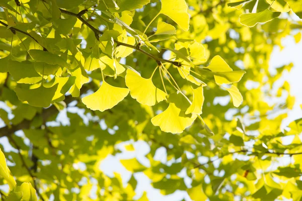 Yellowish green ginkgo leaves — Stock Photo, Image