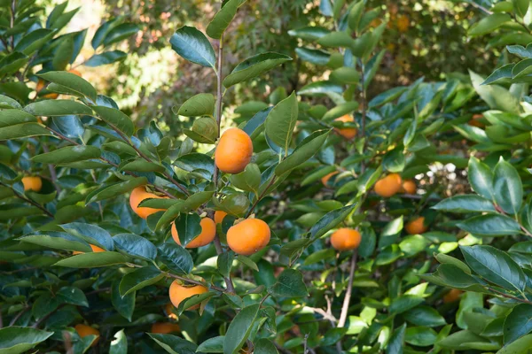 Well ripened persimmon fruits — Stock Photo, Image