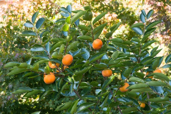 Well ripened persimmon fruits — Stock Photo, Image