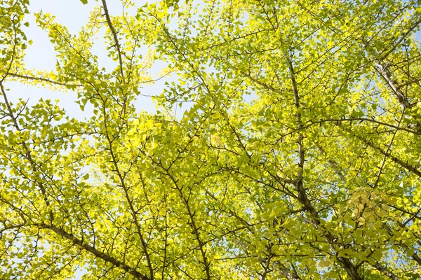 Ginkgo blad på hösten — Stockfoto