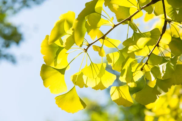 Gelblich grüne Ginkgoblätter — Stockfoto