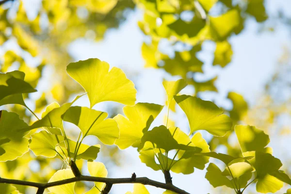 Yellowish green ginkgo leaves — Stock Photo, Image