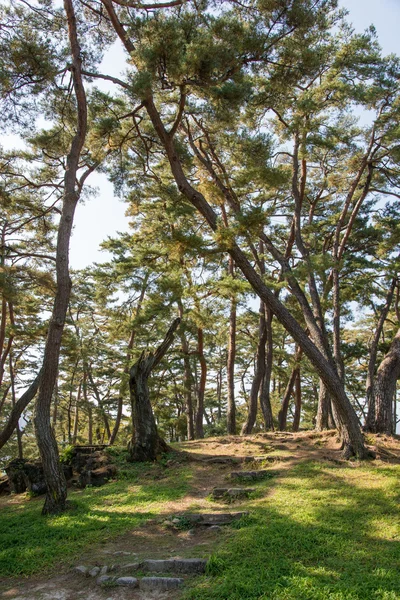 Trilha em uma floresta de pinheiros com luz solar — Fotografia de Stock