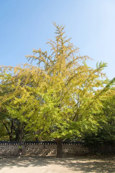 Grande árvore ginkgo — Fotografia de Stock