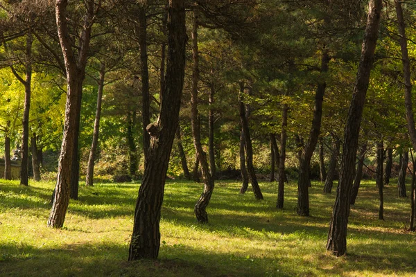 Kiefernwald mit Sonnenlicht — Stockfoto