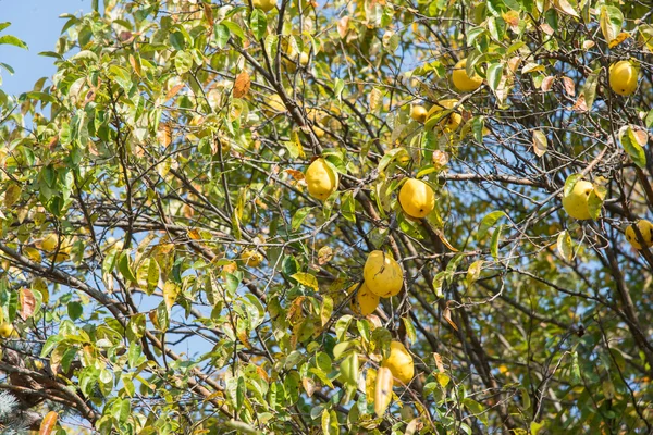 Marmelo em uma árvore — Fotografia de Stock