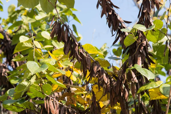 Beans of judas tree — Stock Photo, Image