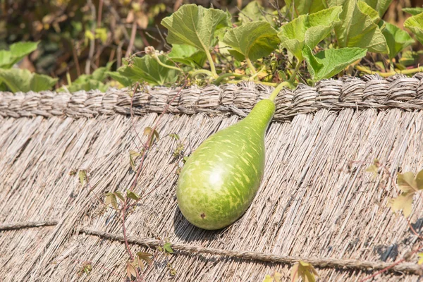 Abóbora verde fresca no telhado de palha — Fotografia de Stock