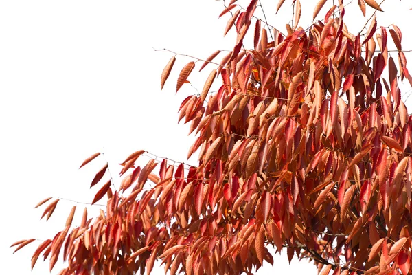 Hojas rojas del árbol zelkova — Foto de Stock