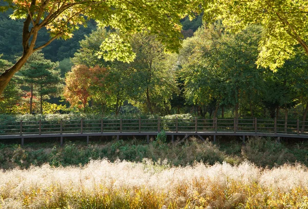 Wooden path with golden reeds — Stock Photo, Image