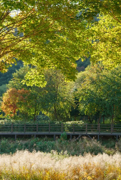 Sendero de madera con cañas doradas — Foto de Stock