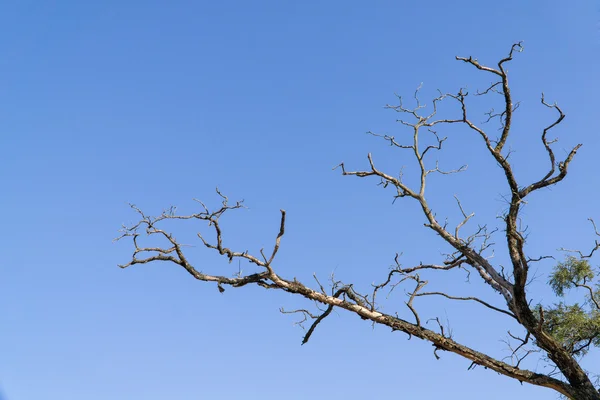 Ветвь мёртвого дерева — стоковое фото