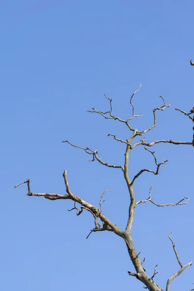 Gren av döda träd — Stockfoto