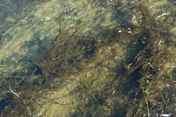 Gros plan d'eau polluée — Photo