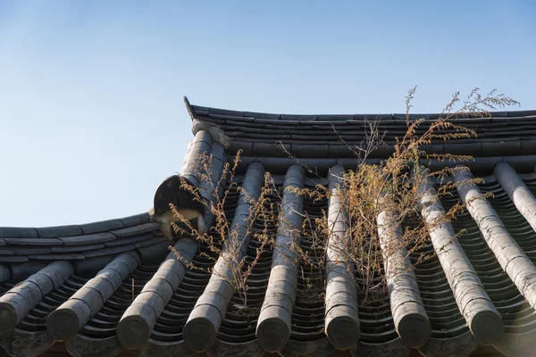 Plant op een Koreaanse betegeld dak — Stockfoto