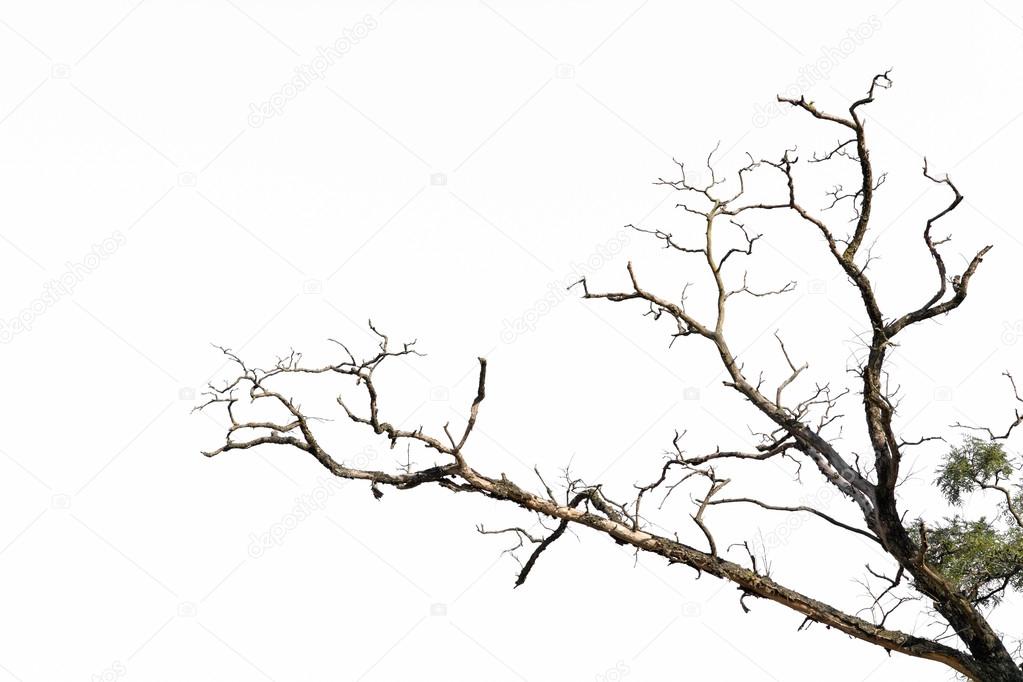 branch of dead tree